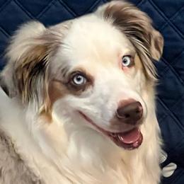 Roxy - Miniature Australian Shepherd