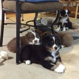 Australian Shepherd Puppies from Shadowood Australian Shepherds