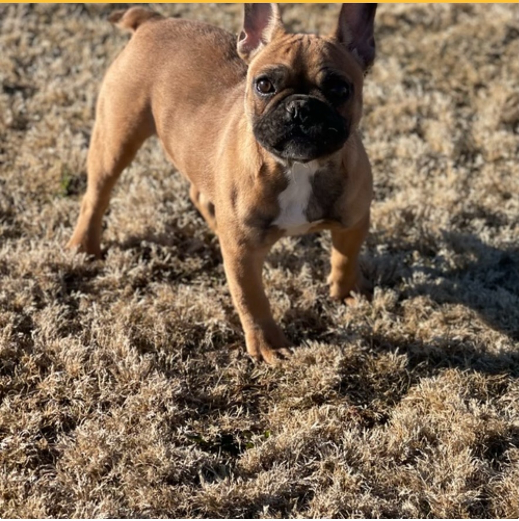 Moni - French Bulldog