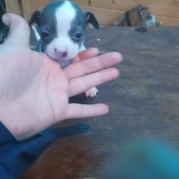Chihuahua Puppies from Cuties Chihuahuas
