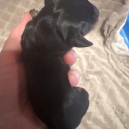 Ramona - Black and tan female Dachshund puppy in Hermosa, South Dakota from Sassafras Dachshunds