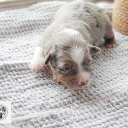 Miniature Australian Shepherd Puppies from Yarborough Kennels