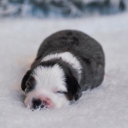 Lace - Blue merle female Miniature American Shepherd puppy in Chocowinity, North Carolina from Foxtail Hollow