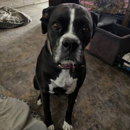 Mango - Brindle female Boxer puppy in Tropic, Utah from Lady Paws-Kara