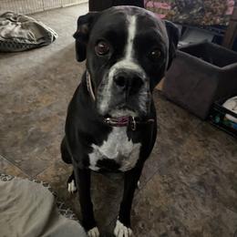 Mango - Brindle female Boxer puppy in Tropic, Utah from Lady Paws-Kara