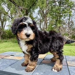 Tri Girl 1 - Tri-color female Bernedoodle puppy in Sioux Falls, South Dakota from WhiskeyCreek Doodles