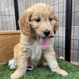 Supreme - Cream male Goldendoodle puppy in Las Vegas, Nevada from Puppies of the West
