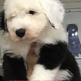 Old English Sheepdog Puppies from Bizzeeboots OES