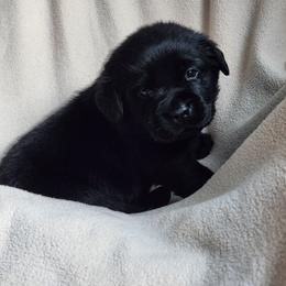 Ravenclaw - Black male Labrador Retriever puppy in Saunemin, Illinois from Shooting Star Labs