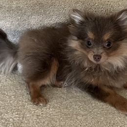 Pomeranian Puppies from Hummingbird & Fox