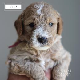 Leah - Parti female Goldendoodle puppy in Lawton, Oklahoma from Nova's Minidoodles