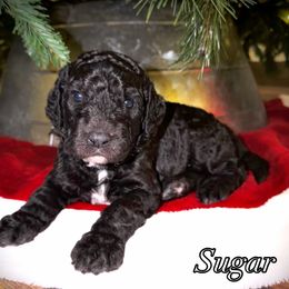 Sugar Plum - Black and white female Sheepadoodle puppy in Surprise, Arizona from Desert Lily Doodles