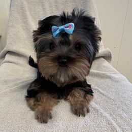 Michelangelo - Blue and gold male Yorkshire Terrier puppy in Portland, Oregon from Bohemian Beauty Yorkshire Terrier