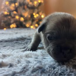 Marigold - Fawn female French Bulldog puppy in Anderson, California from Wooftown Kennels