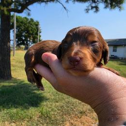Alice - Chocolate and tan female Dachshund puppy in Stillwater, Oklahoma from Shade Tree Dachshunds