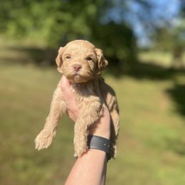 Sunny - Buff and white male Cockapoo puppy in Albany, Kentucky from Windy Pines Farm