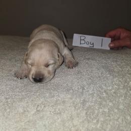 Boy 1 - Yellow male Labrador Retriever puppy in Hebron, Kentucky from Top Notches Labrador Retrievers