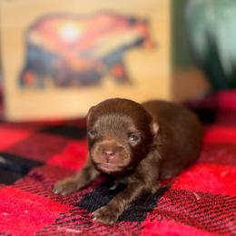 Coco - Chocolate female Pomeranian puppy in Knoxville, Tennessee from Thea's Puppies