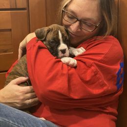 Boxer Puppies from Fineview Boxers