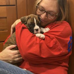 Boxer Puppies from Fineview Boxers
