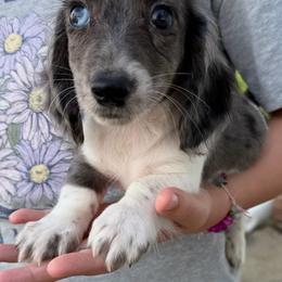 Griffin - Black and tan male Dachshund puppy in Hudson, Michigan from Mittentail Kennel Miniature Dachshunds & Australian Shepherds