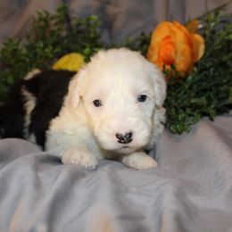 Old English Sheepdog, Sheepadoodle, and Shih Tzu Puppies from Animal Crackers