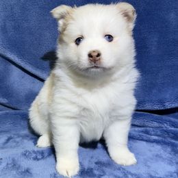 Truffle - Merle female Pomsky puppy in Hudson, New Hampshire from Granite State Pomskies