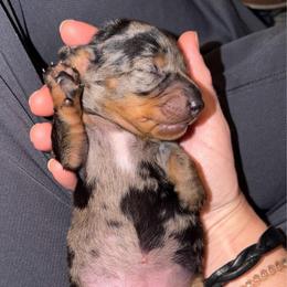 Dapple Girl - Dapple female Dachshund puppy in Rutherfordton, North Carolina from Ziva's Friends