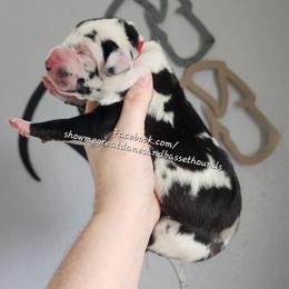 Red Collar - Harlequin female Great Dane puppy in Alton, Illinois from Show Me Great Danes and Basset Hounds