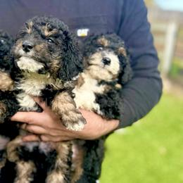 Bernedoodles, Cavapoos, Cockapoos, Goldendoodles, and Poodles from DoodleForever