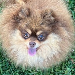 Nala - Pomeranian