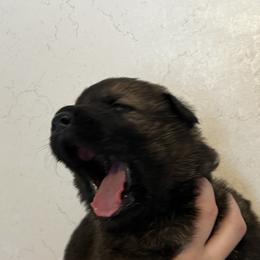 Raine - Sable female German Shepherd puppy in Winterport, Maine from Vom Stevens Old Fashioned German Shepherds