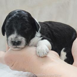 Willow - Parti female Goldendoodle puppy in Lancaster, Pennsylvania from Doodles in the Skye