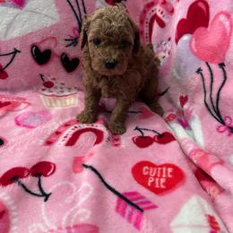 Rosie - Red  female Poodle puppy in Bakersfield, California from Underground kennels