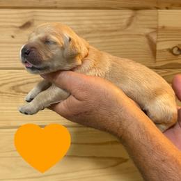 Abigail (Orange) - Golden female Golden Retriever puppy in Cadillac, Michigan from K & M Golden Retrievers
