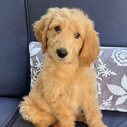 Denver - Apricot male Goldendoodle puppy in The Woodlands, Texas from Gracie's Goldendoodles and Bernedoodles