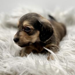 AKC Orange boy - Cream male Dachshund puppy in Bartlesville, Oklahoma from OkieDokieDox