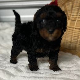 AKC Boon - Phantom male Poodle puppy in Elgin, South Carolina from Silver Bells Paw Prints