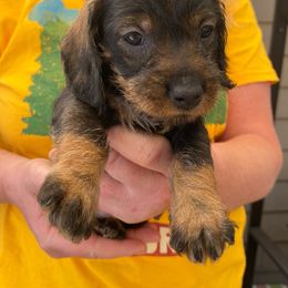 White girl - Dachshund puppy from Dawn's Dachshunds