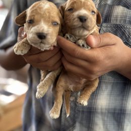 Cockapoo puppies from Cedar Ranch