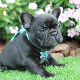 French Bulldog Puppies from Cortney’s Frenchie Farm