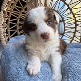 Elliot - Red tri-color male Australian Shepherd puppy in Grants Pass, Oregon from Carmel Mountain Aussies