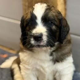 Mason - Brindle and white male Saint Berdoodle puppy in San Antonio, Texas from Mammoth Doodles