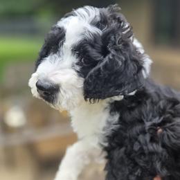 Boy 3 - male Bernedoodle puppy in North Prairie, Wisconsin from Sandra Bucher
