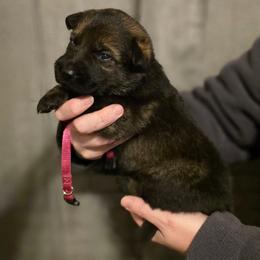 Mel - Sable female German Shepherd puppy in Ratcliff, Arkansas from Ridgeline Shepherds