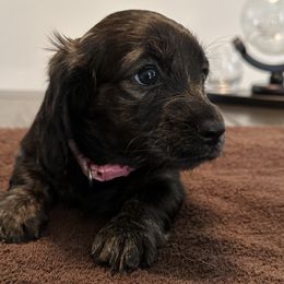 Girl 5 - Black and cream Dachshund puppy in San Clemente, California from Lily’s Mini Dachshunds