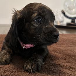 Girl 5 - Black and cream Dachshund puppy in San Clemente, California from Lily’s Mini Dachshunds