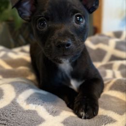 Velaris - Black female American Hairless Terrier puppy in Visalia, California from OakSahara