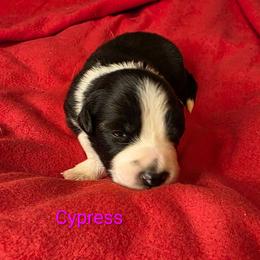 Cypress - Black and white female Border Collie puppy in Gaffney, South Carolina from On the Lamb