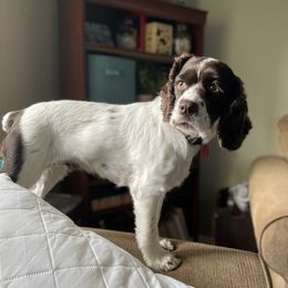 Lily - Cocker Spaniel